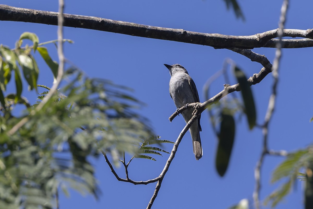 Crowned Slaty Flycatcher - ML632529533