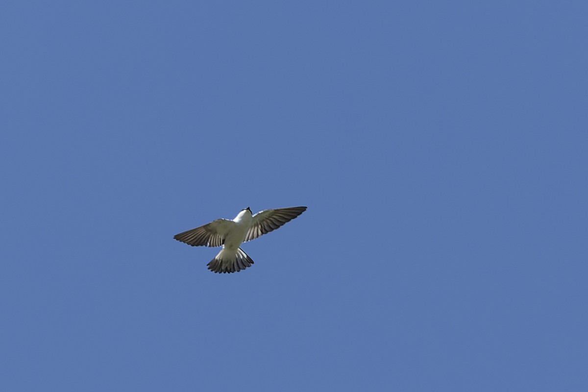 White-winged Swallow - ML632529571