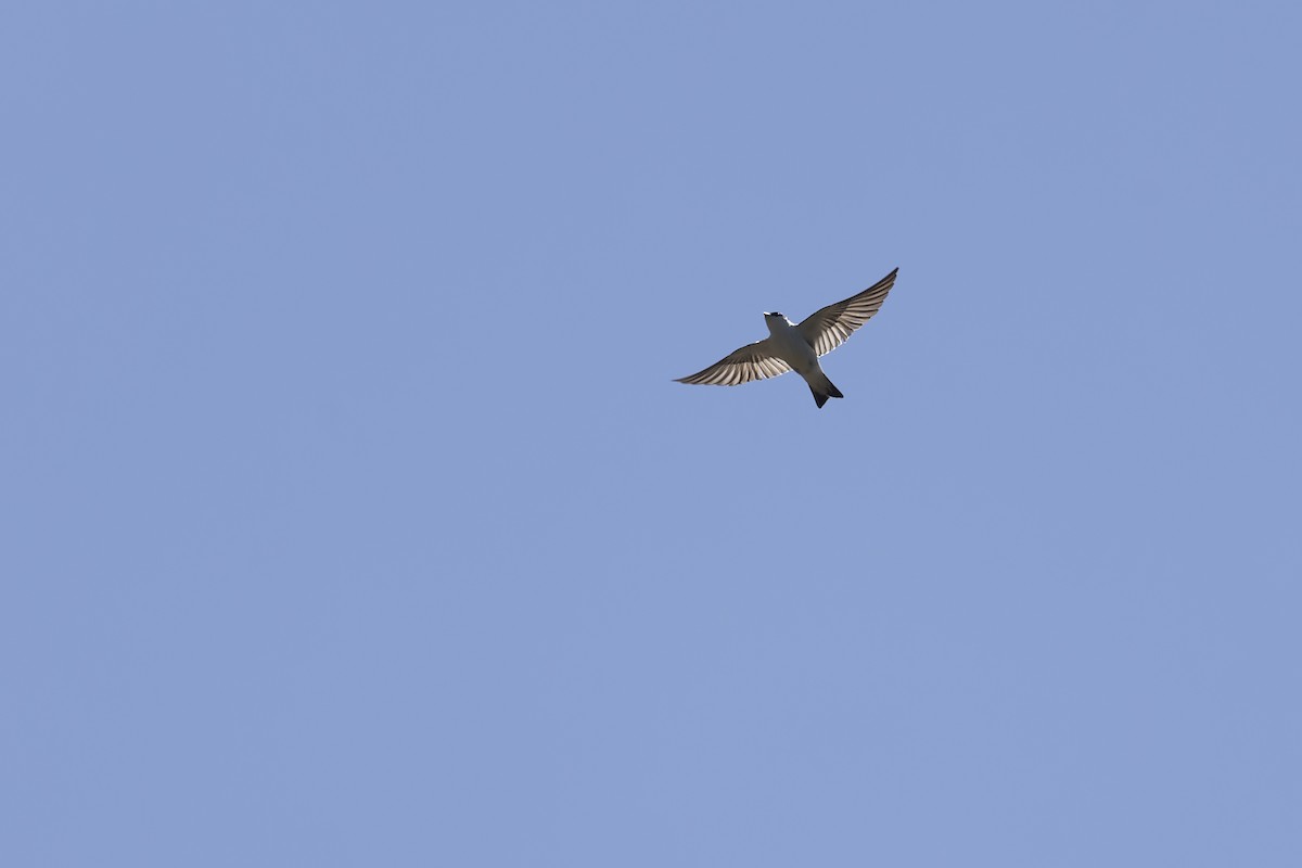 White-winged Swallow - ML632529573