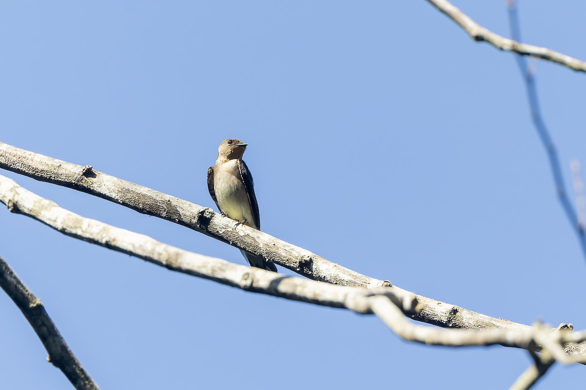 Southern Rough-winged Swallow - ML632529583