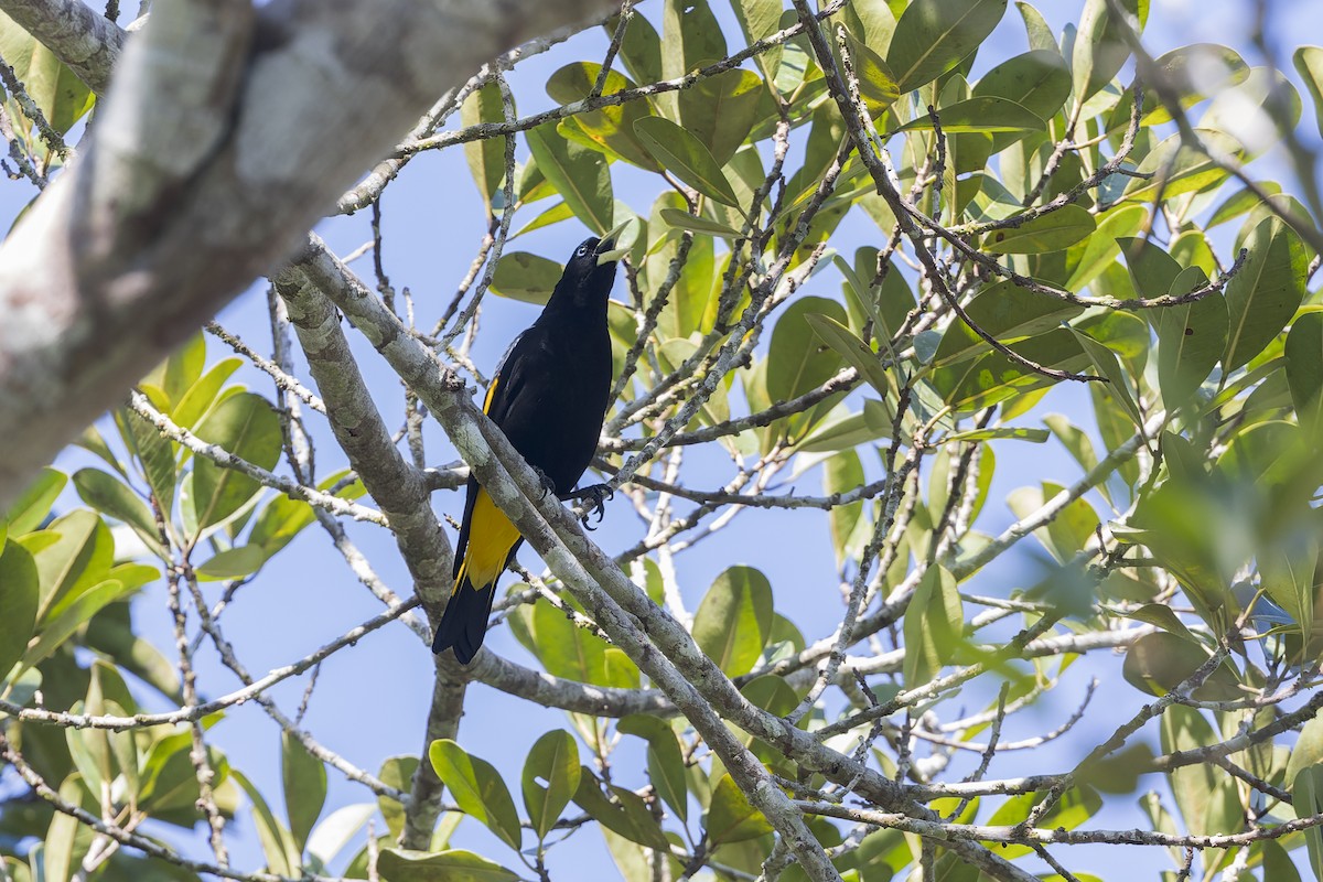 Yellow-rumped Cacique - ML632529594