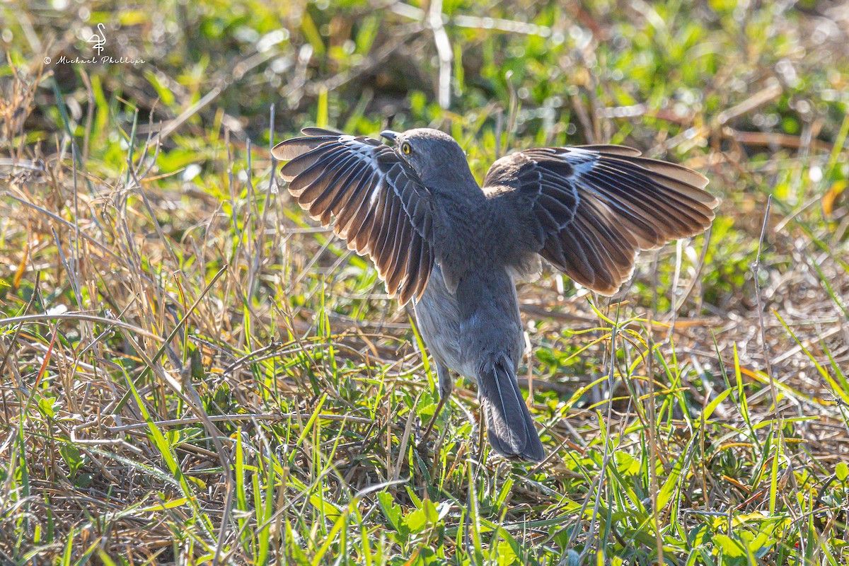 Northern Mockingbird - ML632529614