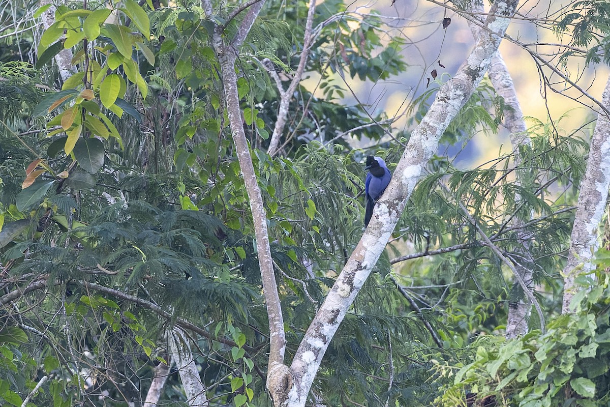 Violaceous Jay - ML632529722