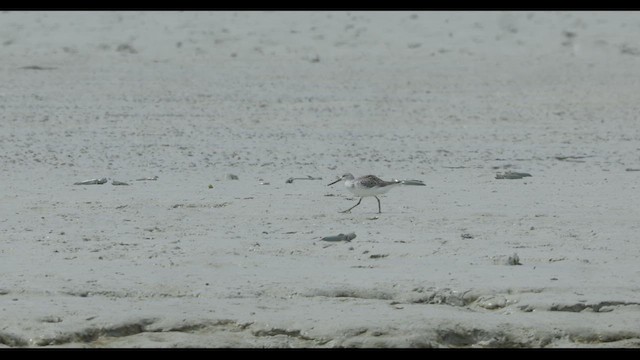 Nordmann's Greenshank - ML632530031