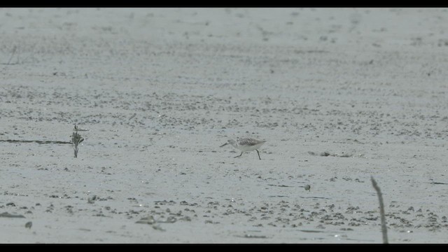 Nordmann's Greenshank - ML632530033