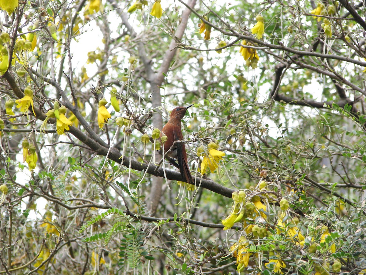 Juan Fernandez Firecrown - ML632530093