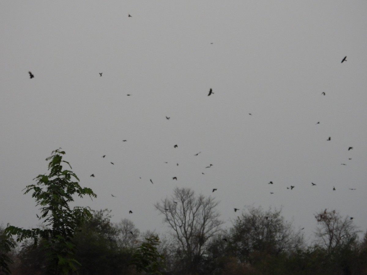 Black Drongo - ML632530368