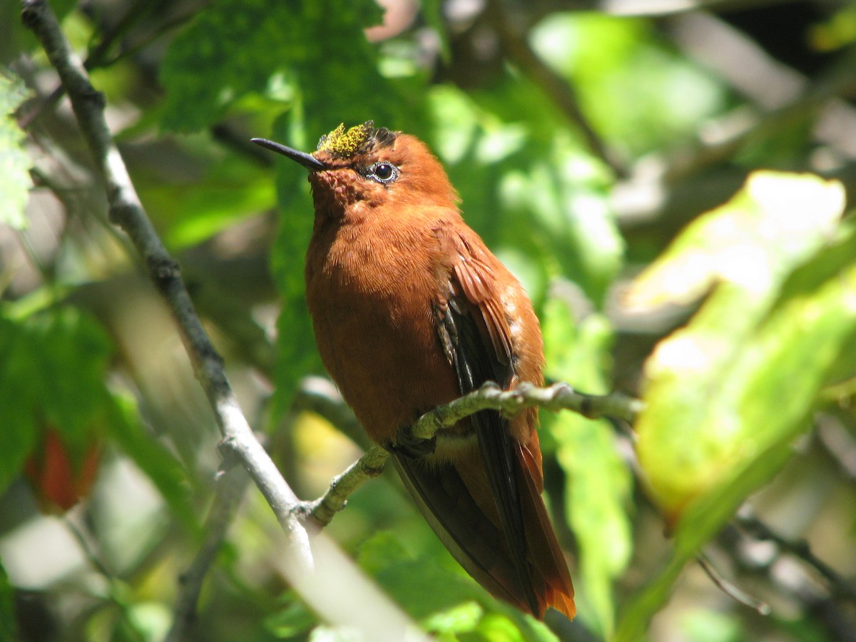 Juan Fernandez Firecrown - ML632530396
