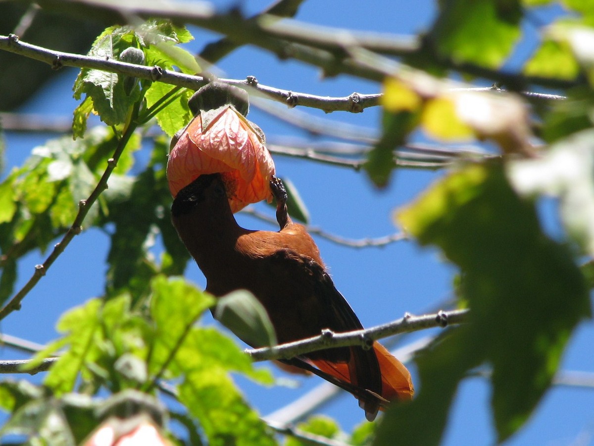 Juan Fernandez Firecrown - ML632530400