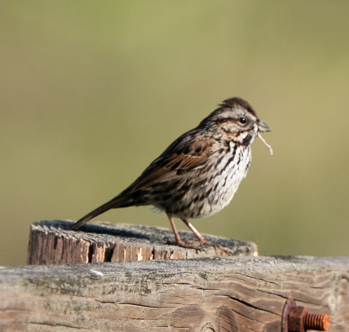 Song Sparrow - ML632530564