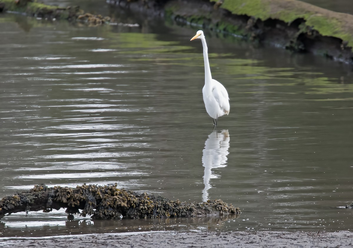 Цасч дэглий - ML632530587