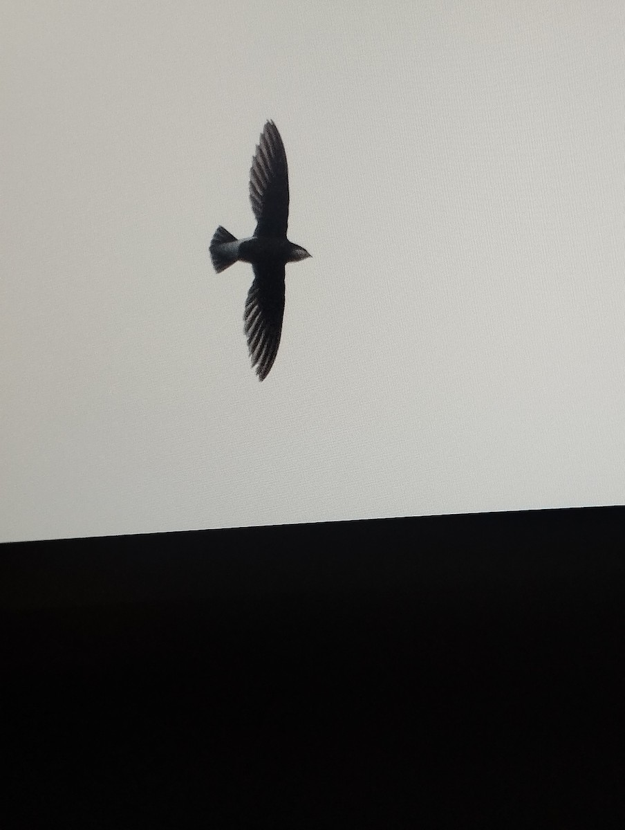 ハリオアマツバメ - ML632530609