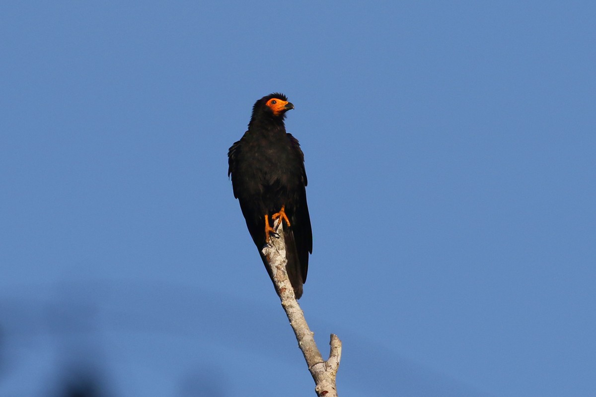 Black Caracara - Charley Hesse TROPICAL BIRDING