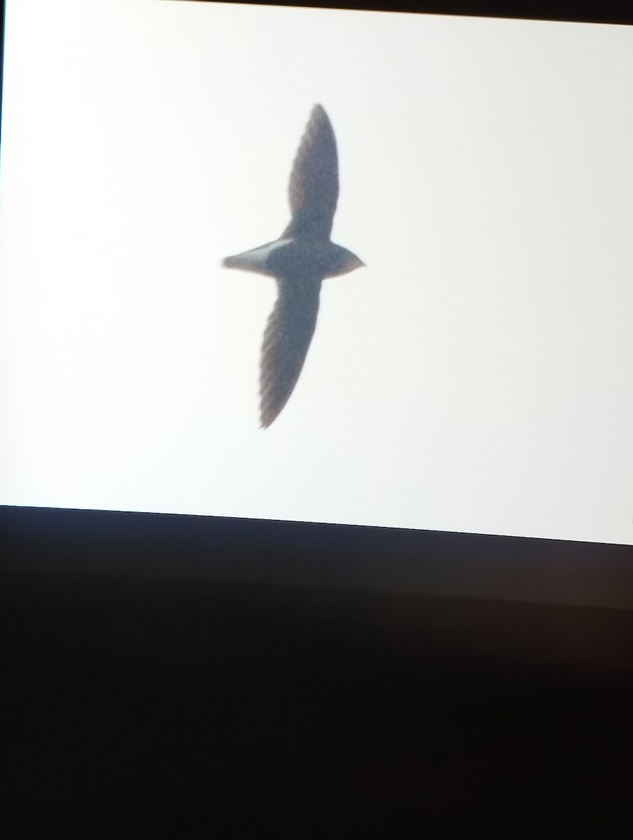 Silver-backed Needletail - ML632530617