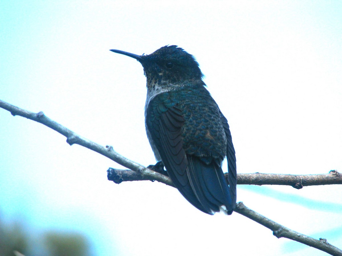 Juan Fernandez Firecrown - ML632530624