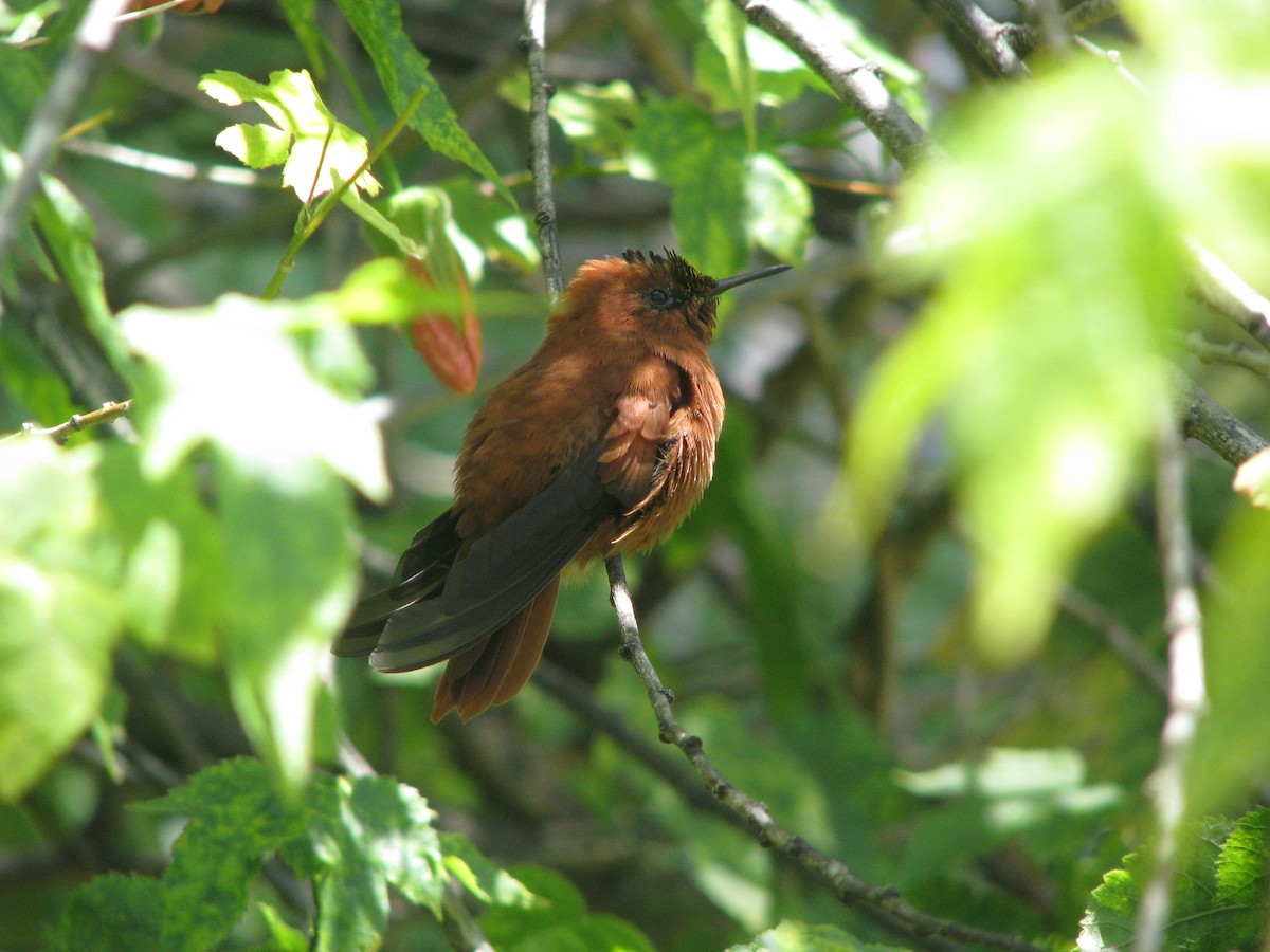 Juan Fernandez Firecrown - ML632530627