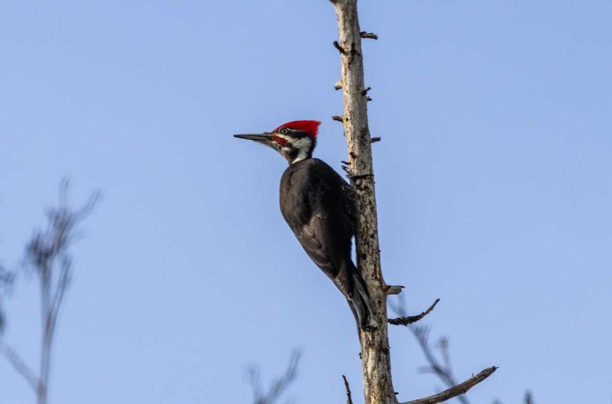 Pileated Woodpecker - ML632530674