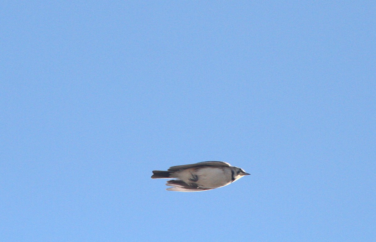 Horned Lark - ML632530698