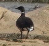 berneška tmavá (ssp. nigricans) - ML632530699