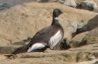 berneška tmavá (ssp. nigricans) - ML632530705