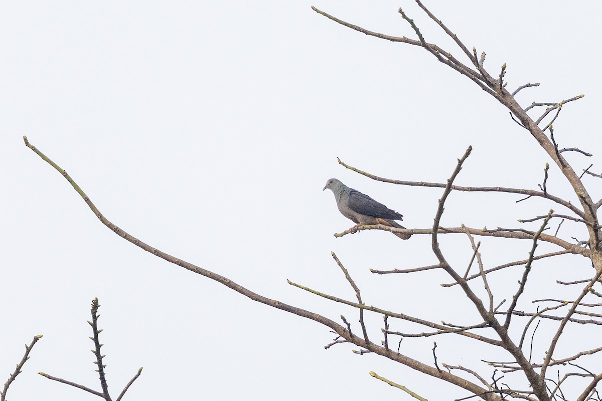 Sao Tome Pigeon - ML632530875