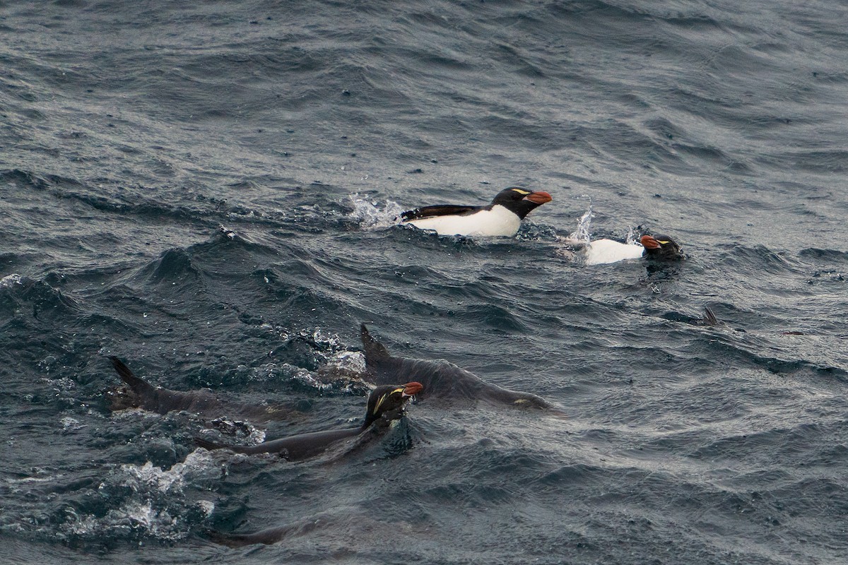 Snares Penguin - ML632530909