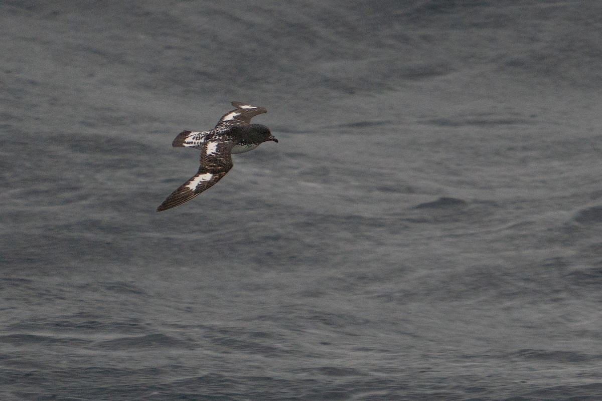 Pintado Petrel - ML632530913