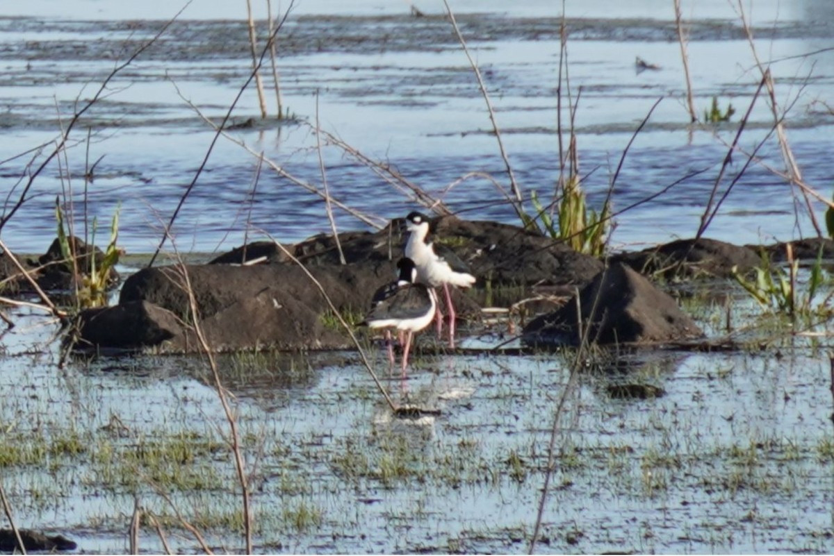 Black-necked Stilt - ML632531282