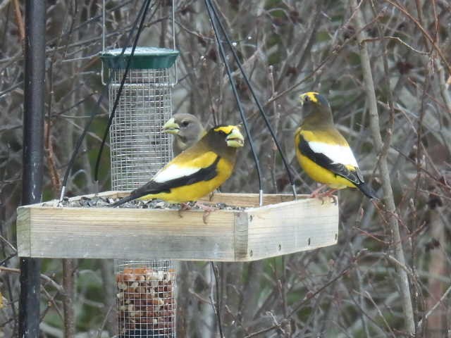 Evening Grosbeak - ML632531307