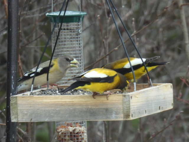 Evening Grosbeak - ML632531308