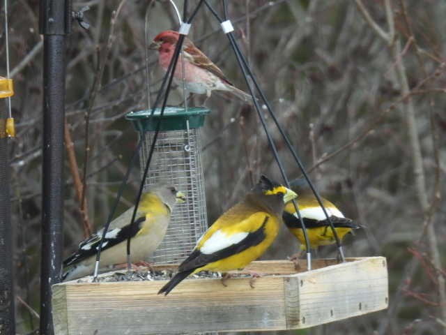 Evening Grosbeak - ML632531309