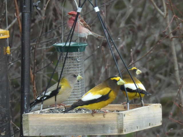 Evening Grosbeak - ML632531310