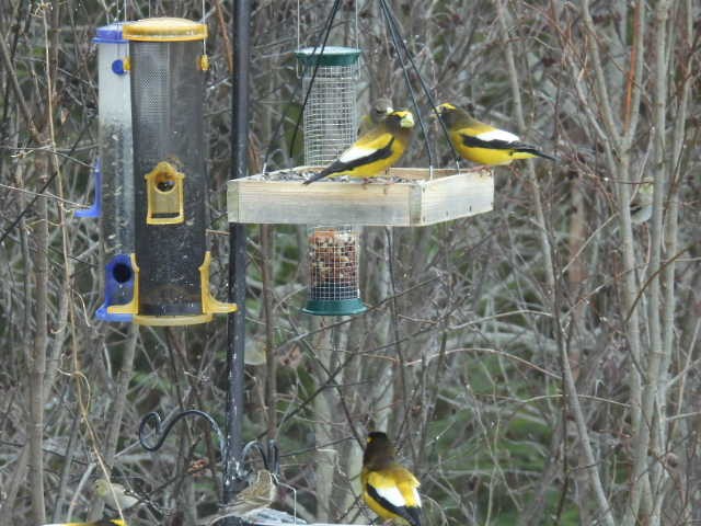Evening Grosbeak - ML632531311