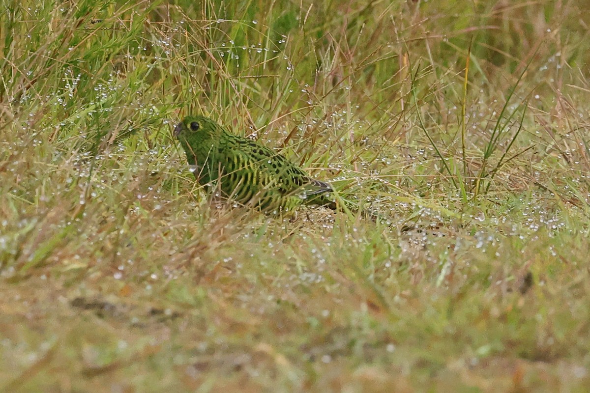キジインコ - ML632531319