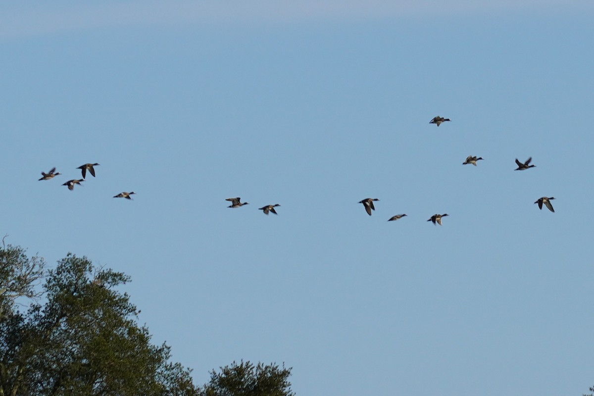 American Wigeon - ML632531341