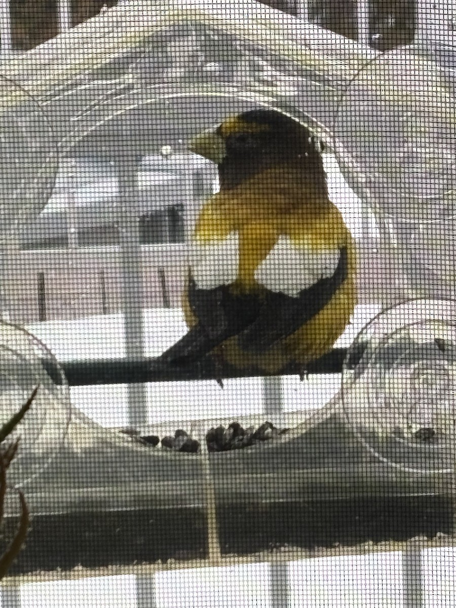 Evening Grosbeak - ML632531351