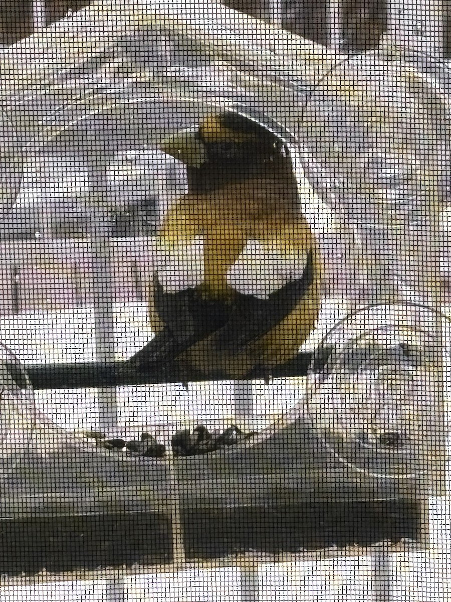 Evening Grosbeak - ML632531352