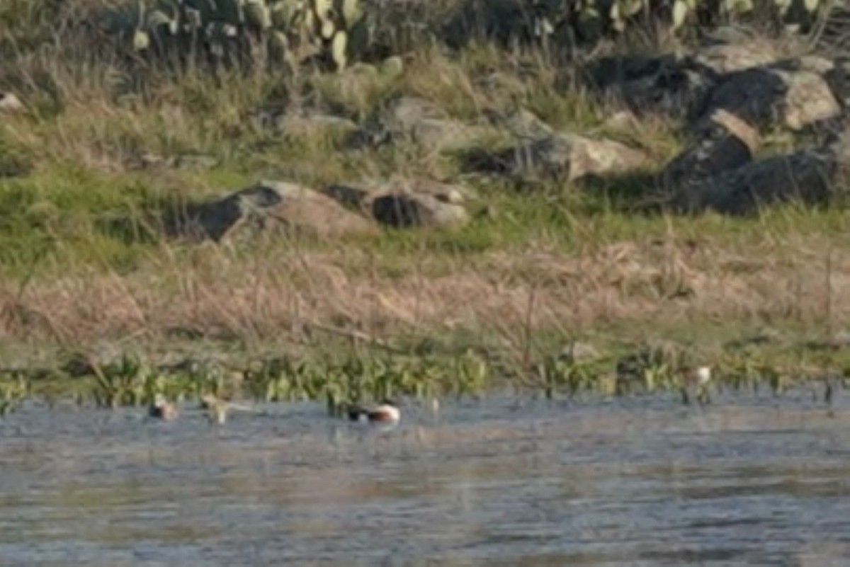 Northern Shoveler - ML632531356