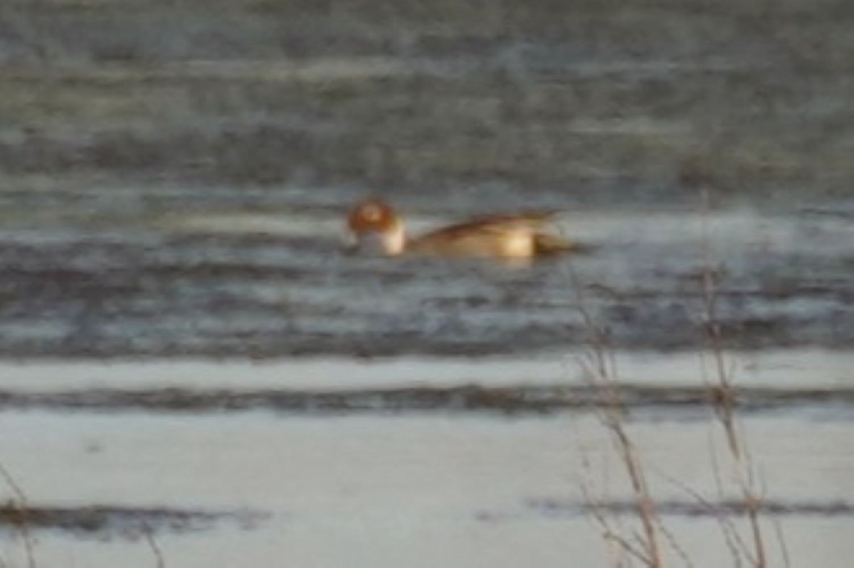 duck sp. - ML632531447