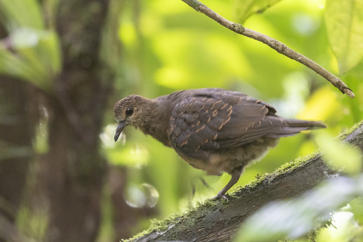 Sao Tome Pigeon - ML632531693
