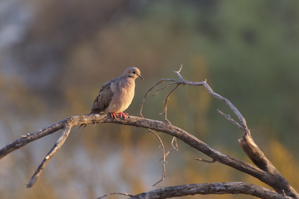 Mourning Dove - ML632531766