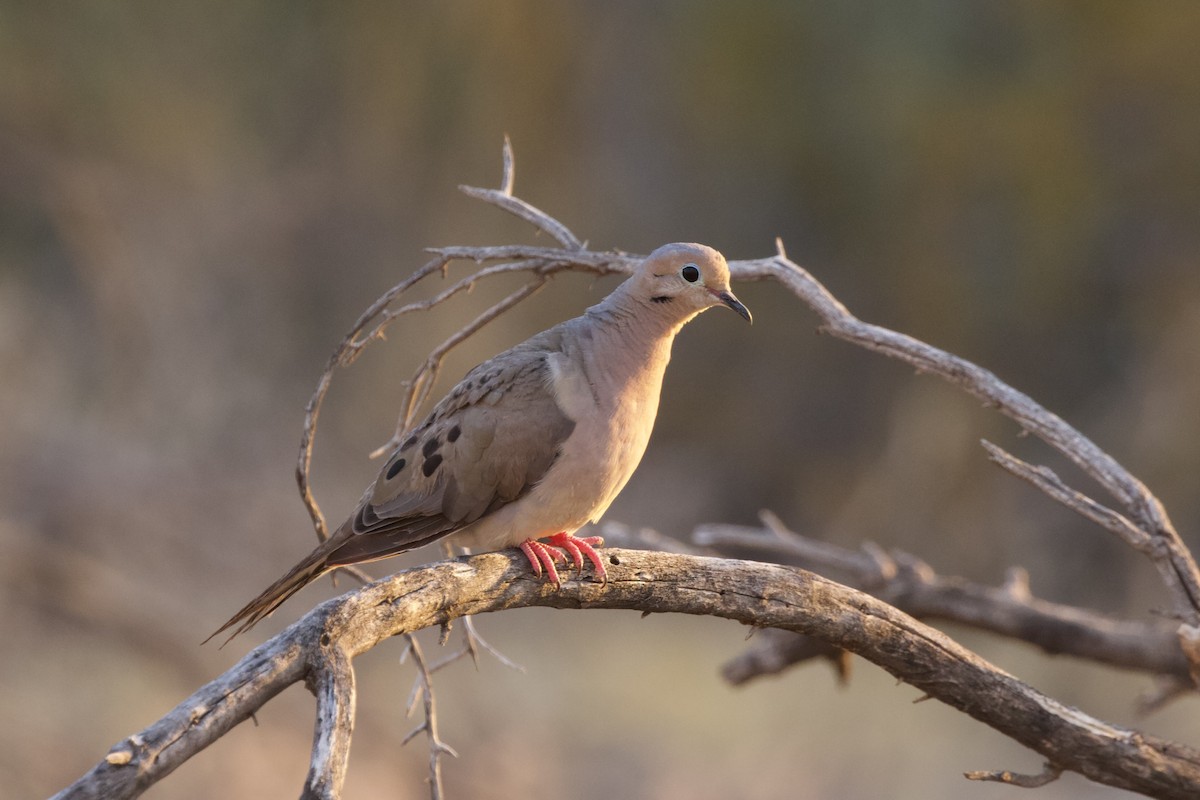 Mourning Dove - ML632531767