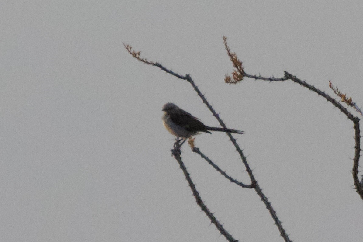 Northern Mockingbird - ML632531770