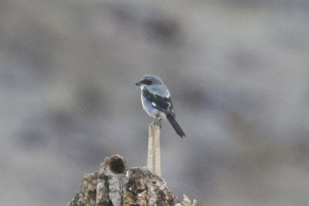 Loggerhead Shrike - ML632531771