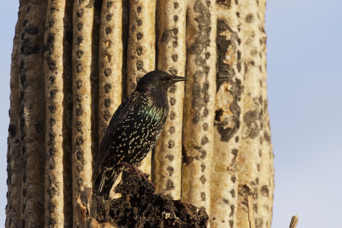 European Starling - ML632531781