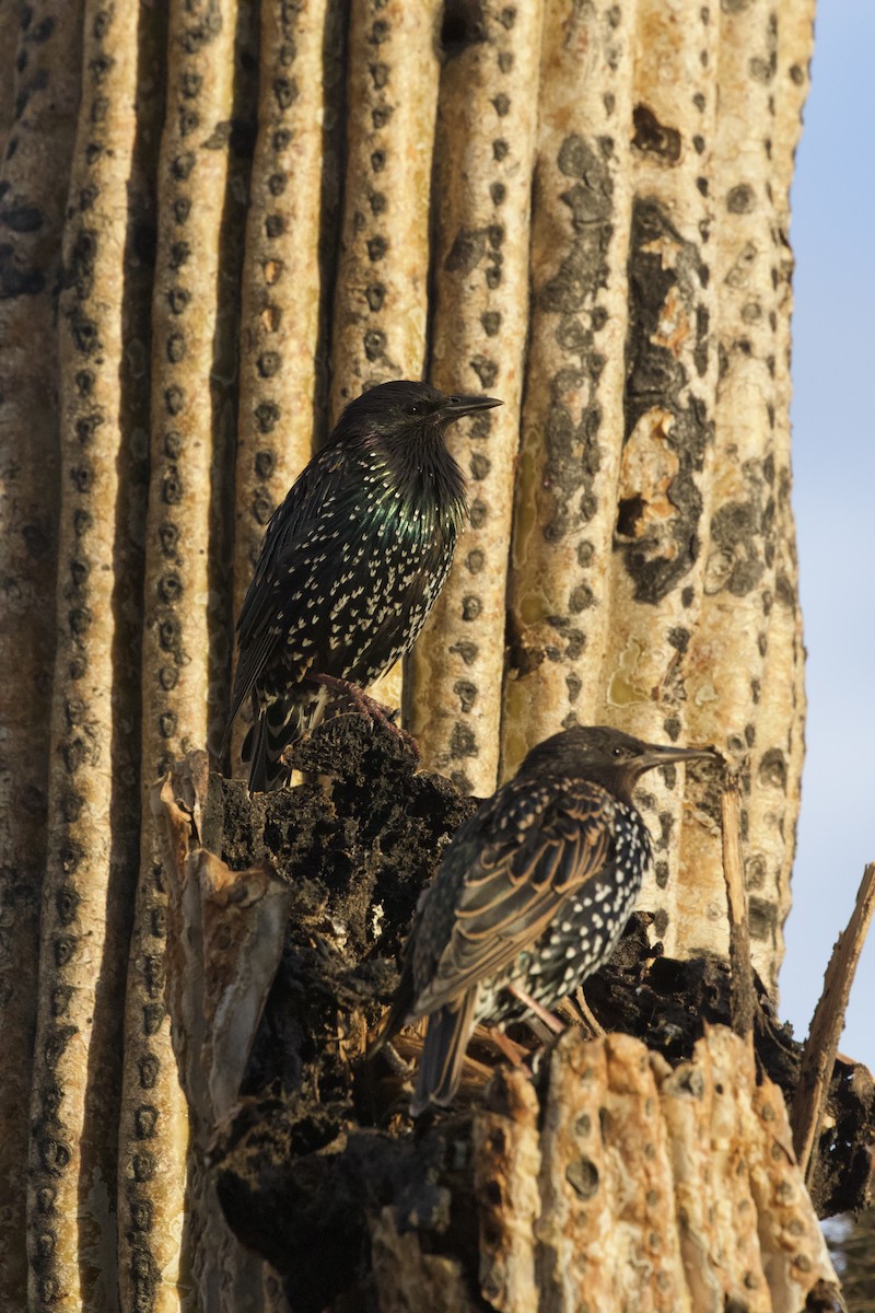 European Starling - ML632531782