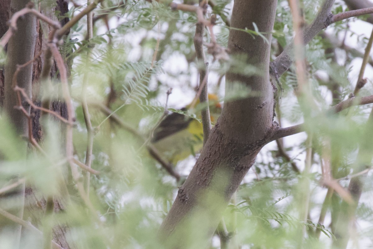 Western Tanager - ML632531783