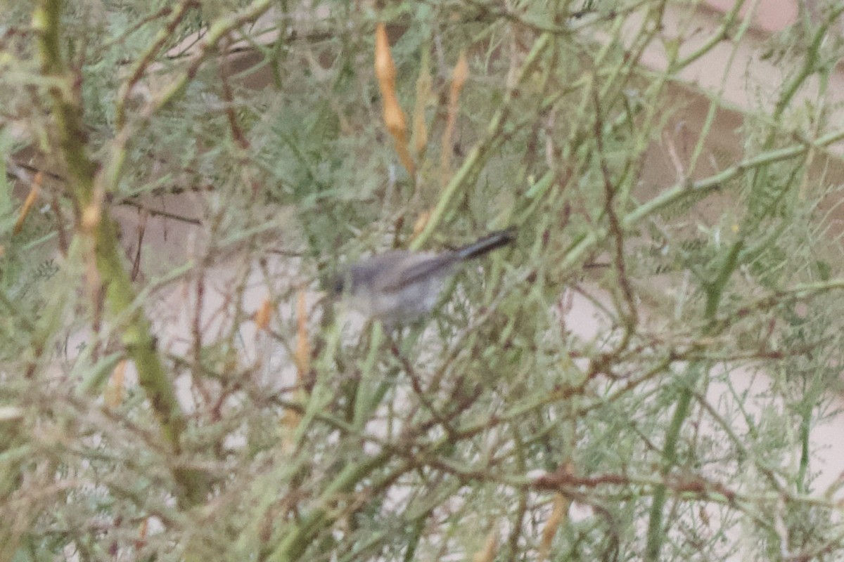 Black-tailed Gnatcatcher - ML632531787