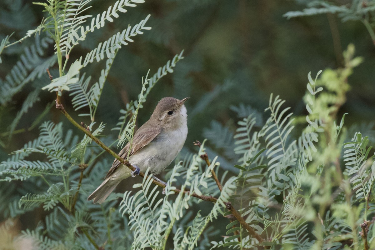 Western Warbling Vireo - ML632531788