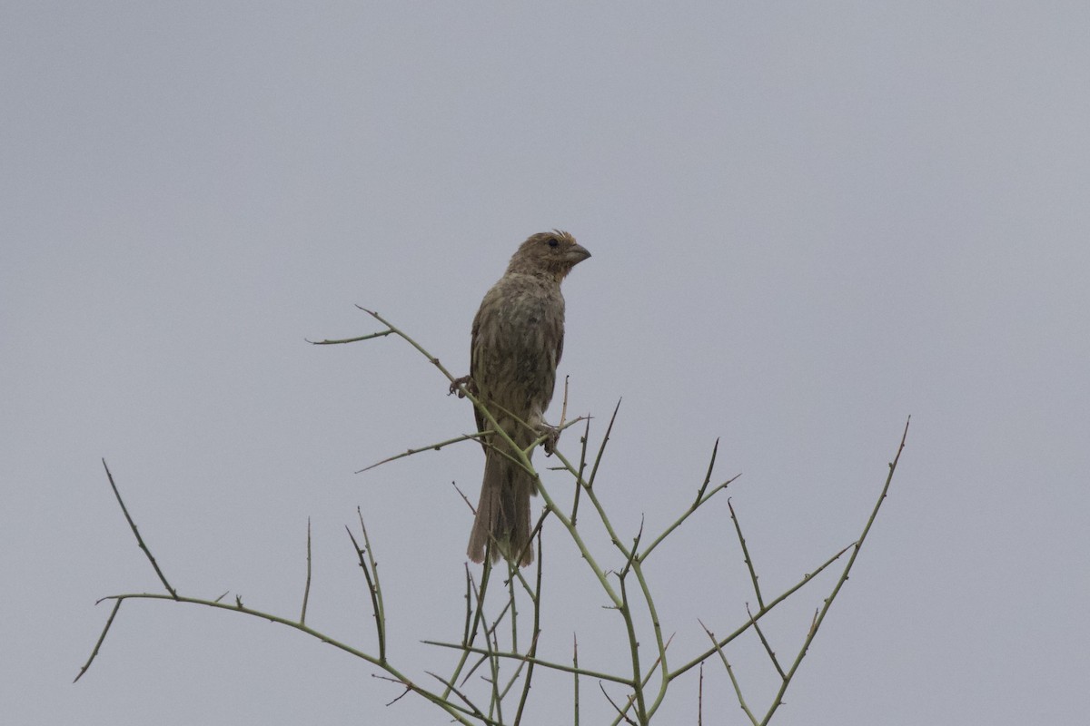 House Finch - ML632531795